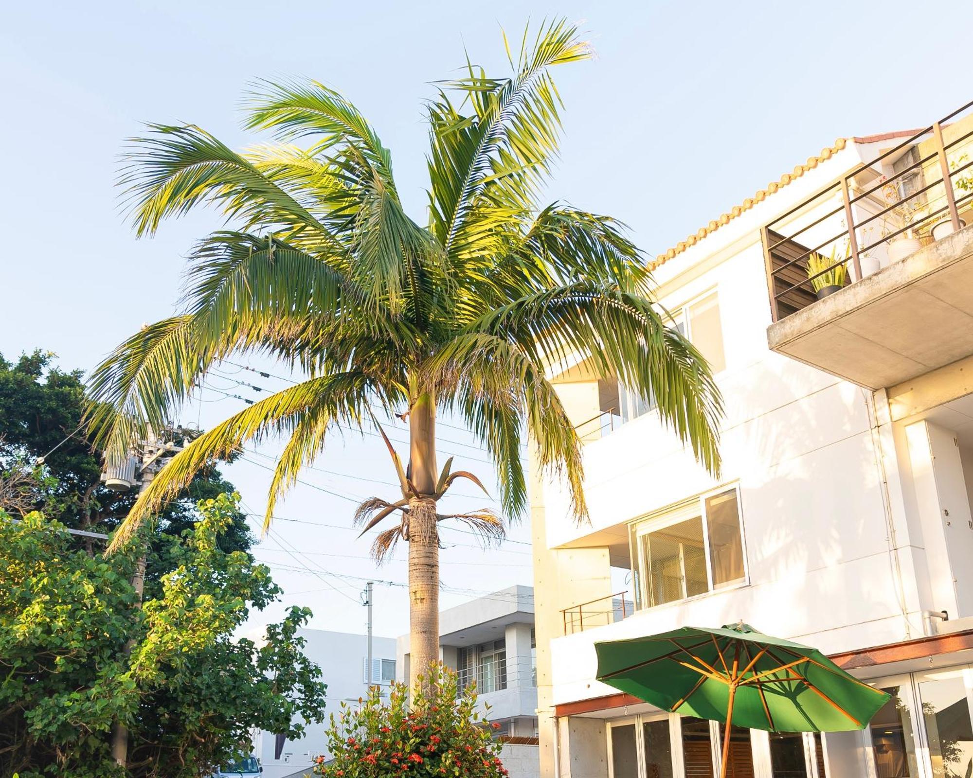 Sky Ocean - Ishigaki Eco-Resort Exterior photo